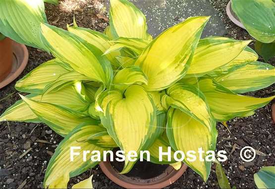 Hosta Choko Nishiki